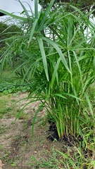 Cyperus alternifolius
