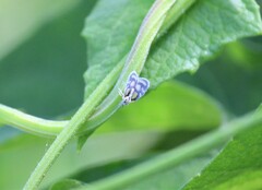 Bothriocera