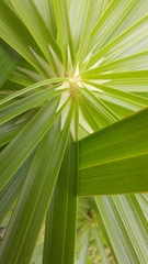 Cyperus alternifolius