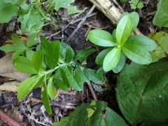 Moehringia lateriflora