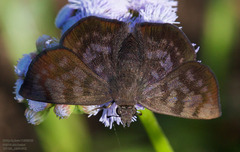 Pellicia arina