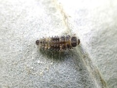 Adoxellus flavihirtus