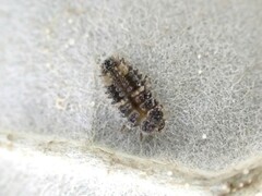 Adoxellus flavihirtus