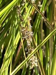 Carex secta