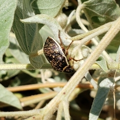 Orsilochides guttata