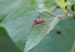 Anasa scorbutica