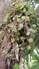 Peperomia rotundifolia