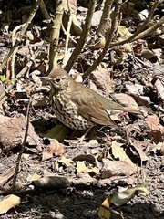 Turdus philomelos clarkei