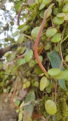 Peperomia rotundifolia