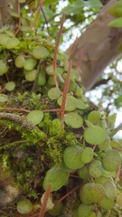 Peperomia rotundifolia