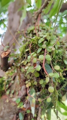 Peperomia rotundifolia