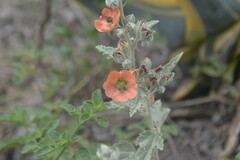 Sphaeralcea bonariensis
