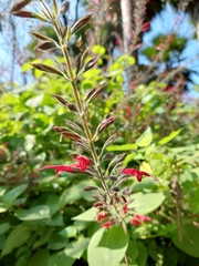 Salvia longistyla