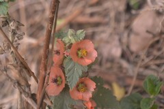 Sphaeralcea bonariensis