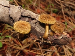 Lentinus stuppeus