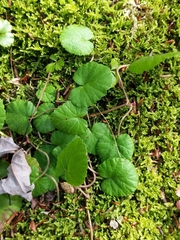 Rubus dalibarda