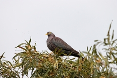 Columba arquatrix