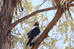 Daptrius megalopterus