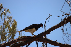 Daptrius megalopterus