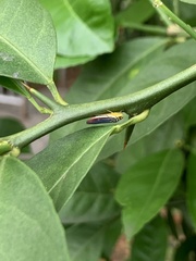 Dilobopterus costalimai