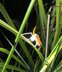 Cooloolagraecia wallum