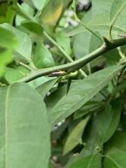 Dilobopterus costalimai