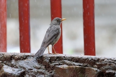 Turdus smithi