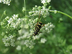 Clytus arietis