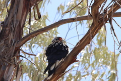 Daptrius megalopterus