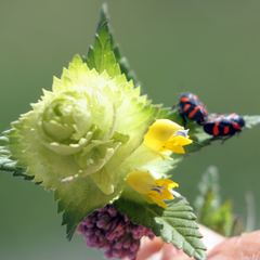 Rhinanthus alectorolophus