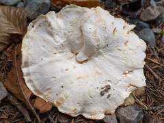 Hydnum albidum