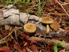 Lentinus stuppeus