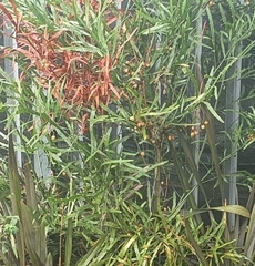 Muehlenbeckia platyclada