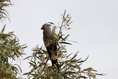Corythaixoides concolor