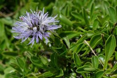Globularia cordifolia