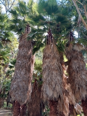 Washingtonia robusta