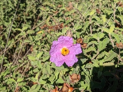 Cistus