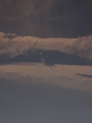 Anthropoides paradiseus