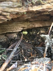 Truncocolumella citrina