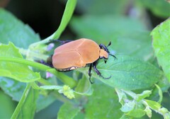 Hologymnetis cinerea