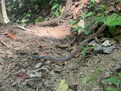 Phrynonax poecilonotus