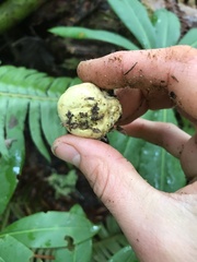 Truncocolumella citrina