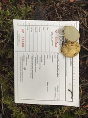 Truncocolumella citrina