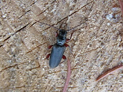 Tetropium castaneum