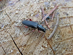Tetropium castaneum