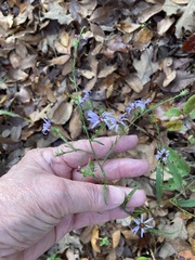 Symphyotrichum anomalum