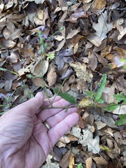 Symphyotrichum anomalum