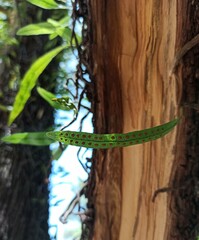 Microgramma squamulosa