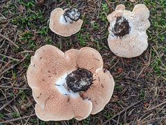 Hydnum washingtonianum