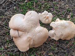 Hydnum washingtonianum